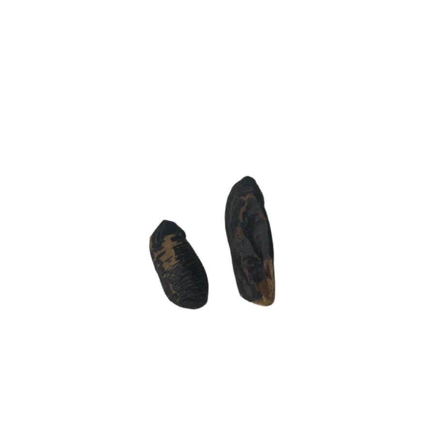 Tonkabeans