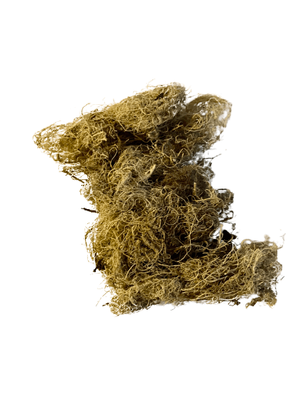 Lichen