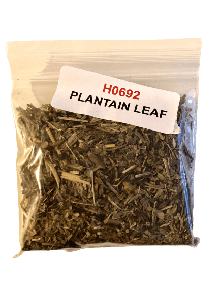 Plantain Leaf