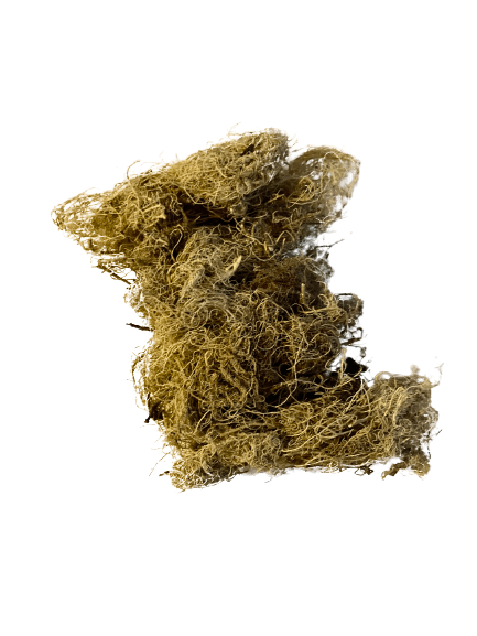 Lichen